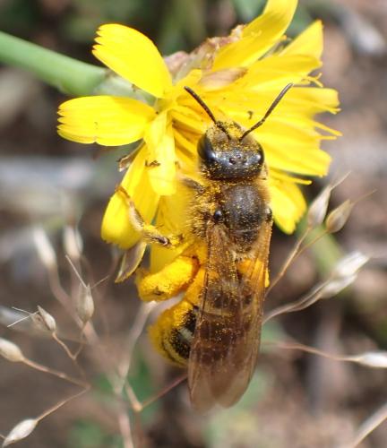 Réf. 352 425 : Halictus scabiosae